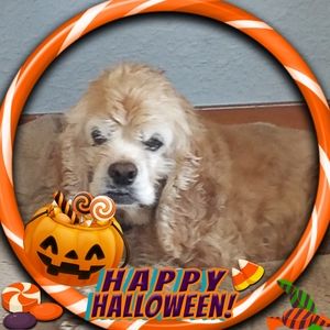 Meet your Posher, Holly lori